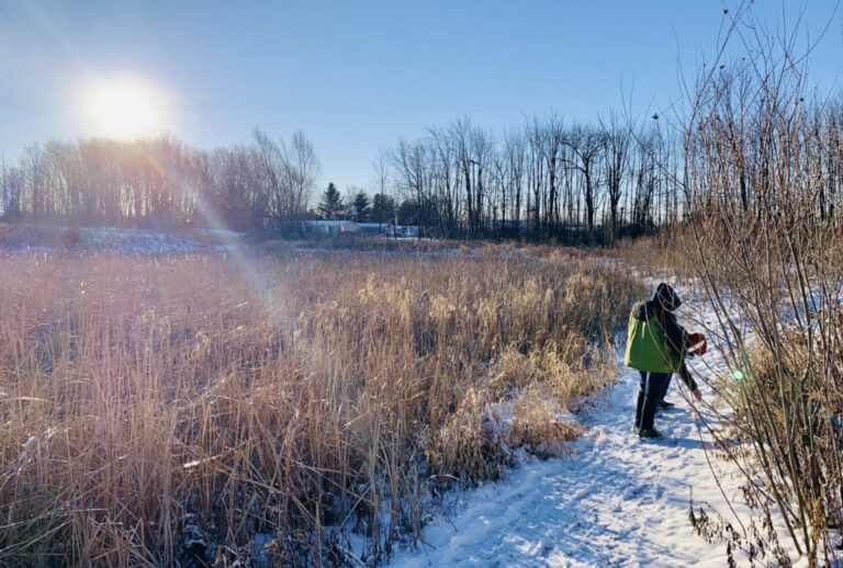 Winter landscape with snow, golden grasses, and a person exploring natures tranquility.